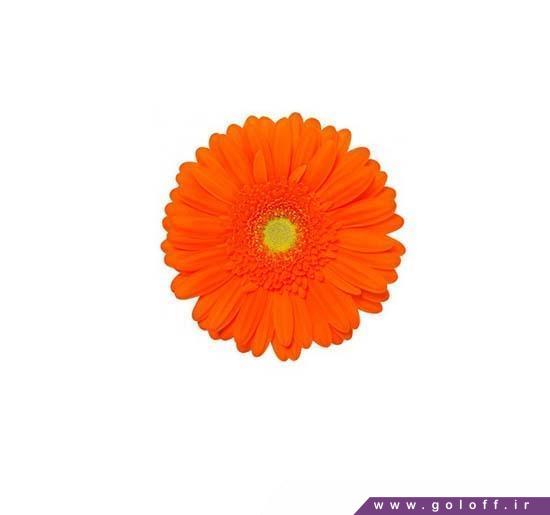خرید اینترنتی گل - گل ژربرا ماندلینا - Gerbera | گل آف
